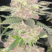 Trop.Cherry / califorweed420