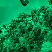 Trop.Cherry / califorweed420