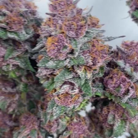 Trop.Cherry / califorweed420