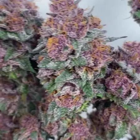 Trop.Cherry / califorweed420
