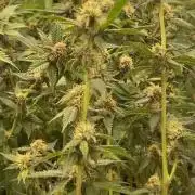 Trop.Cherry / califorweed420