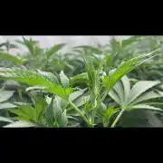 Trop.Cherry / califorweed420