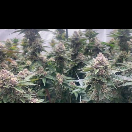 Trop.Cherry / califorweed420