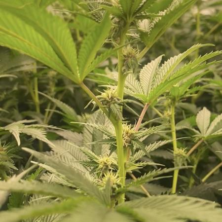 Trop.Cherry / califorweed420