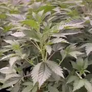 Trop.Cherry / califorweed420