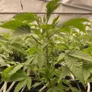 Trop.Cherry / califorweed420