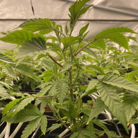 Trop.Cherry / califorweed420