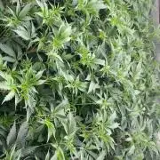 Trop.Cherry / califorweed420