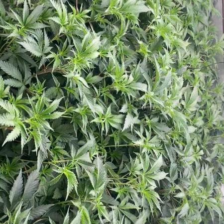 Trop.Cherry / califorweed420