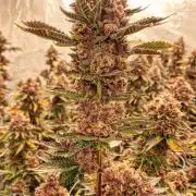 Trop.Cherry / califorweed420