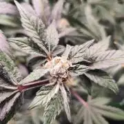 3 strains Coco grow
