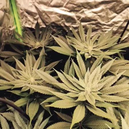 3 strains Coco grow