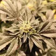 Cookies & Cream - Exotic Genetix