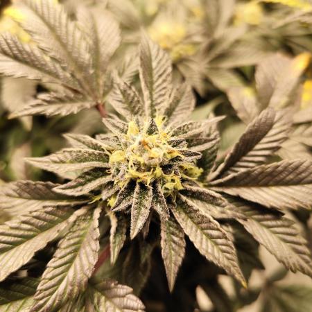 Cookies & Cream - Exotic Genetix