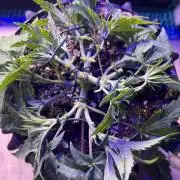 Copy Cat Super Drip S1