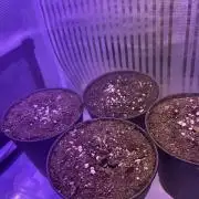 Copy Cat Super Drip S1