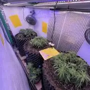 Copy Cat Super Drip S1