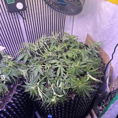 Copy Cat Super Drip S1