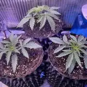 Copy Cat Super Drip S1