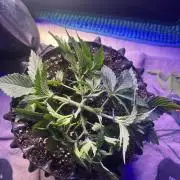 Copy Cat Super Drip S1