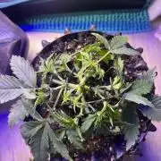 Copy Cat Super Drip S1