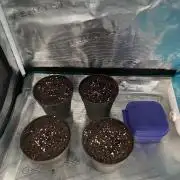 Copy Cat Super Drip S1