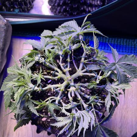 Copy Cat Super Drip S1