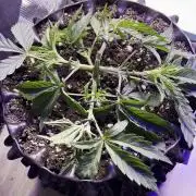 Copy Cat Super Drip S1