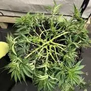 Copy Cat Super Drip S1