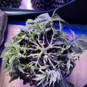 Copy Cat Super Drip S1