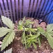 Copy Cat Super Drip S1