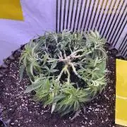 Copy Cat Super Drip S1