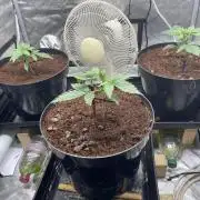 Dutch passion - Auto critical punch