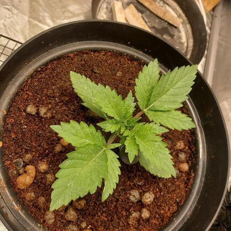 BF Liberty haze - Yippee Ki‐Yay MF