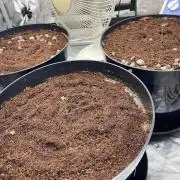 Dutch passion - Auto critical punch