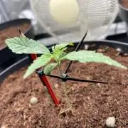 Dutch passion - Auto critical punch