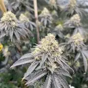 Monster Cropping 1.0