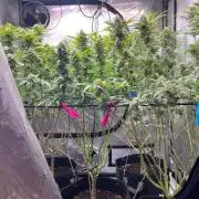 New Setup, Probegrow