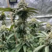 Monster Cropping 1.0