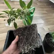 Monster Cropping 1.0