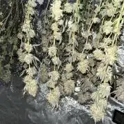 Monster Cropping 1.0