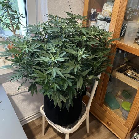 Monster Cropping 1.0