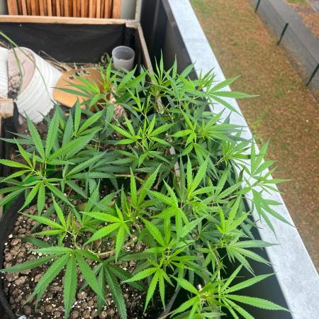 Bonsai aus Platzgründen