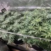 Monster Cropping 1.0