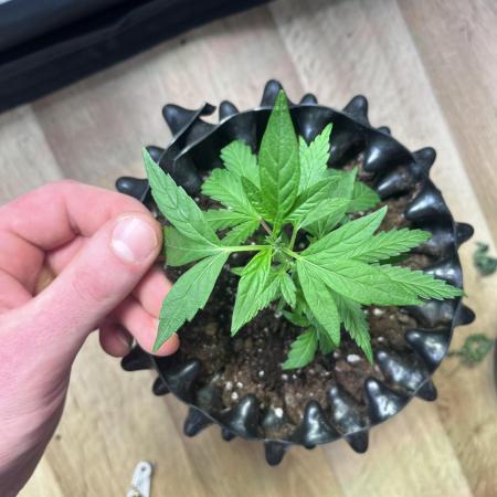 Monster Cropping 1.0