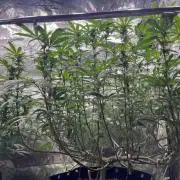 Monster Cropping 1.0