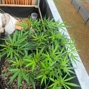 Bonsai aus Platzgründen