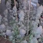 Monster Cropping 1.0