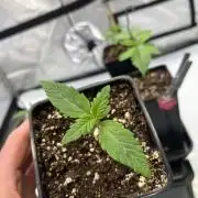 Sour Diesel