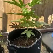 Gorilla Melon Outdoor Grow